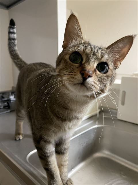 キッチンにいる猫