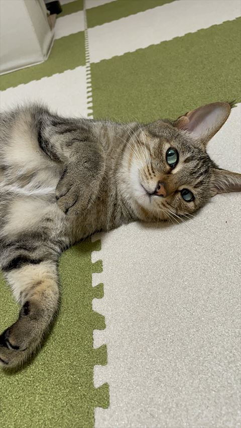 ゴロンしてる猫