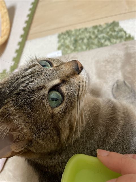 振り返る猫