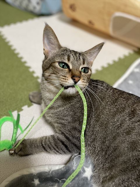 ヒモ引っ張る猫