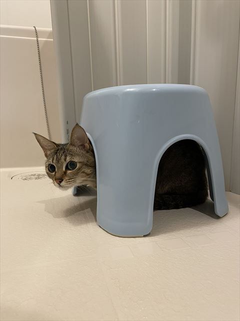 お風呂場で隠れる猫