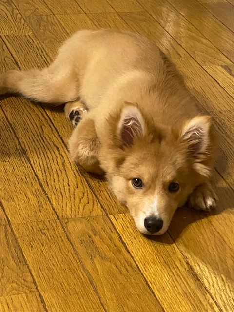 床に落ちてるワンコ