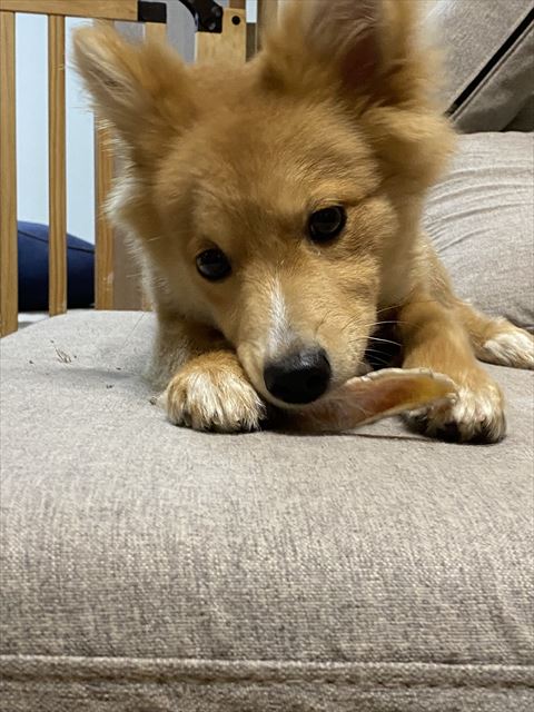 おやつ噛んでる