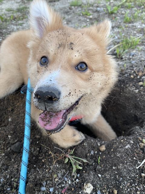 顔に砂ついてる