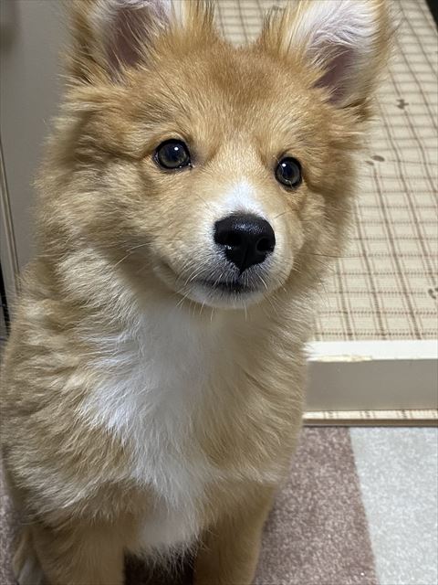 お座りして何かを見つめてる