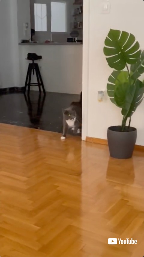 勢いが付きすぎる猫