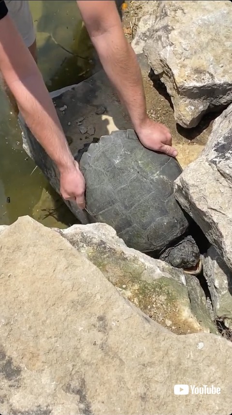 助け出される亀