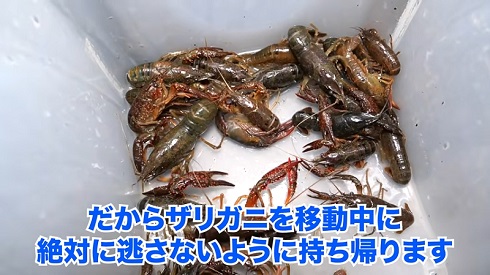 ザリガニで作ったパスタ