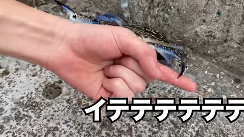 タイワンガザミ