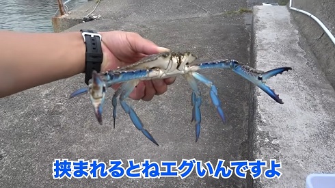 タイワンガザミ