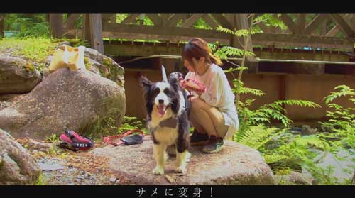 ライフジャケット犬