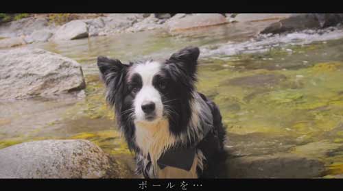 川でボール遊びをする犬