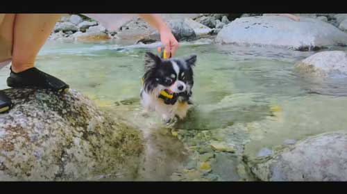 足をパタパタするチワワ