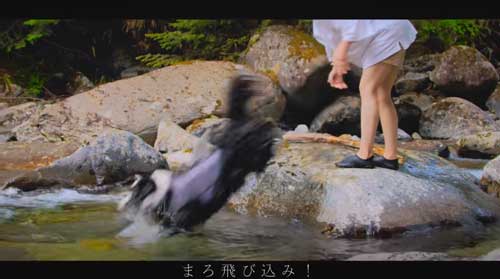 川に飛び込む犬