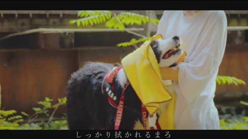 タオルで拭く犬