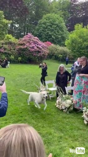 「Colonel Runs Down Wedding Aisle Crashing into Mic Stand || ViralHog」