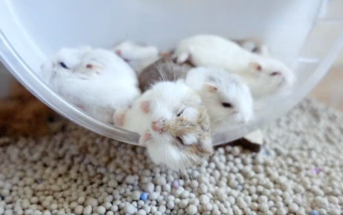 回し車の中で寝るハムスター