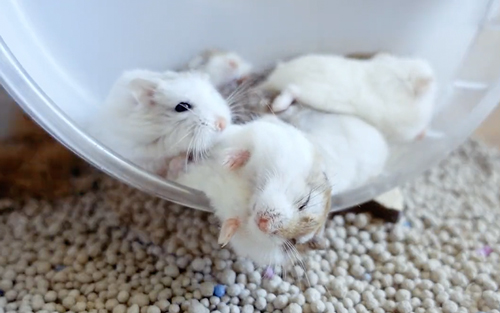 落ちそうなハムちゃん