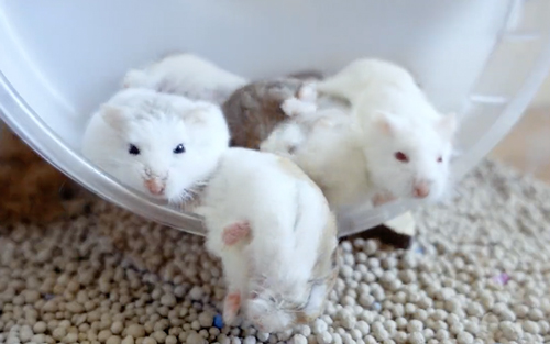 落ちそうなハムちゃん