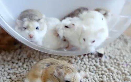 落ちて起きるハムちゃん