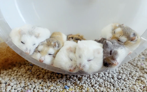 スヤスヤハムちゃん