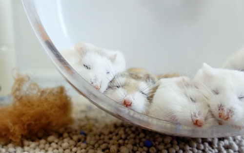 スヤスヤハムちゃん