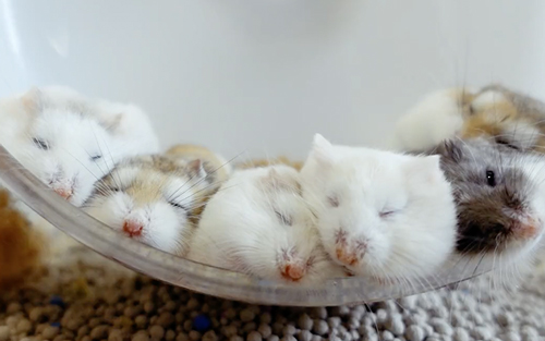 スヤスヤハムちゃん