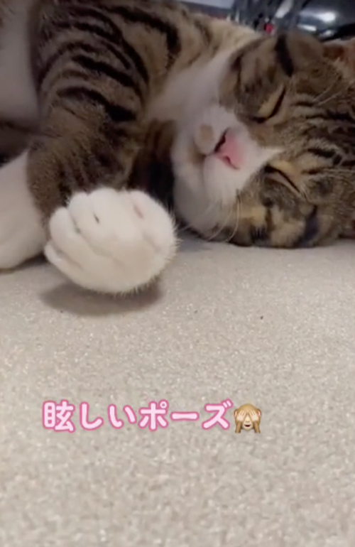 寝起きのニャンコ