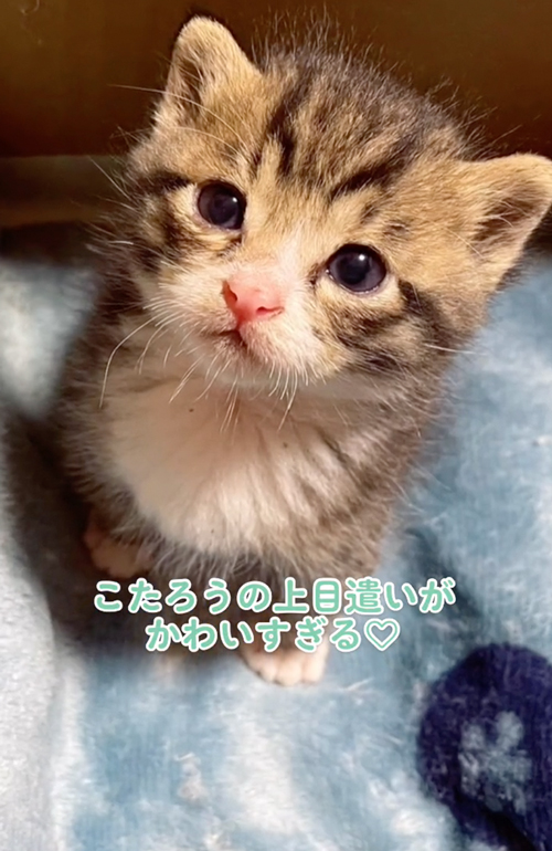 子供のころの虎太郎くん