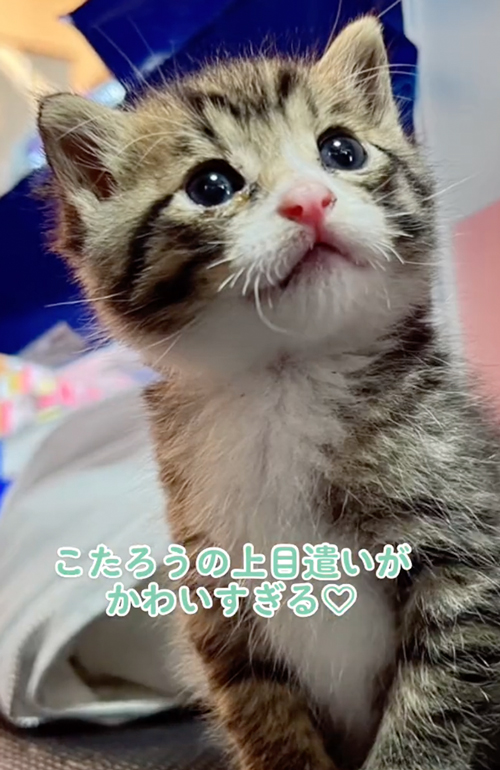 子供のころの虎太郎くん