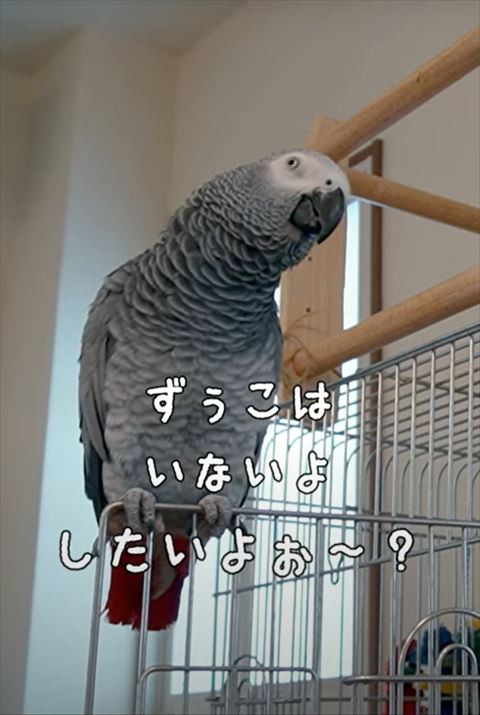 かくれんぼのテロップ