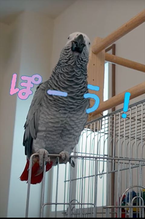 ぽ〜うテロップ