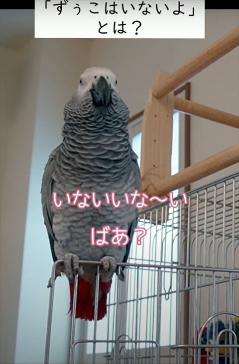 いないいないばぁテロップ