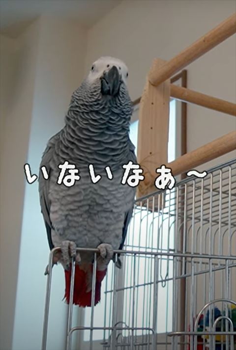 いないなぁテロップ