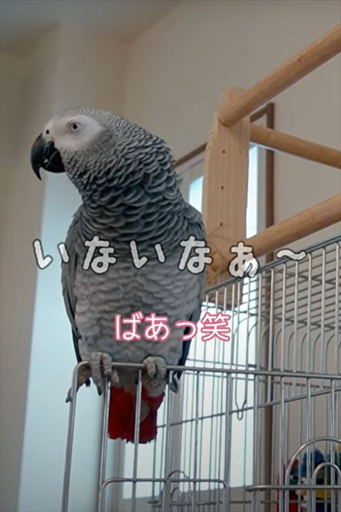 横を向くヨウム