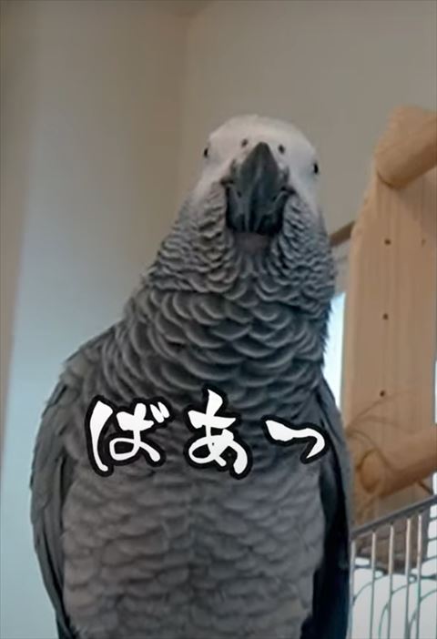 ヨウムアップ
