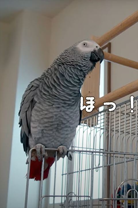 ほっのテロップ