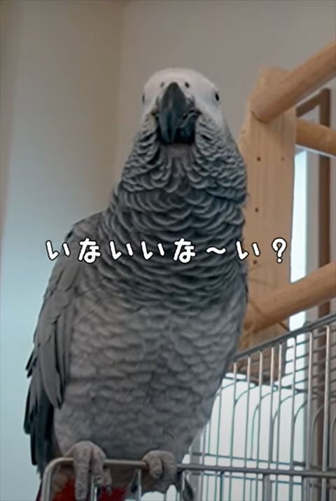 遠くを見てるいないいな〜いテロップ
