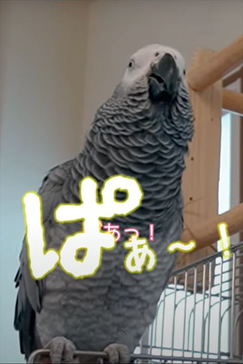 ぱぁ〜テロップ