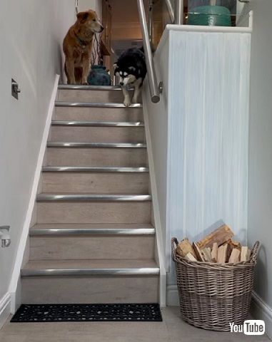 勇気ある盲目ハスキー