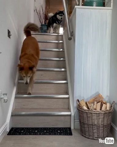 階段を下りる先導犬