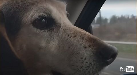 レスキューされたシニア犬