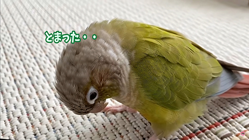 止まったインコ