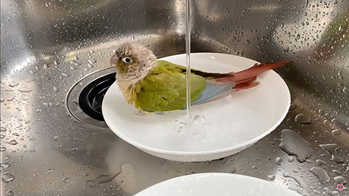 水浴びごまちゃん