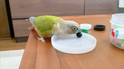 ボールをくわえるインコ