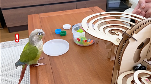 ボールを見るインコ