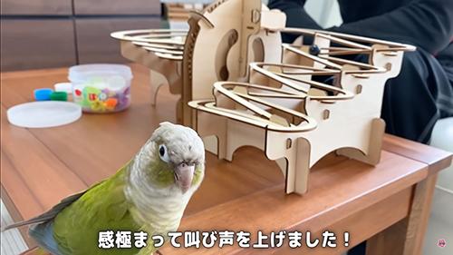 雄叫びをあげるインコ