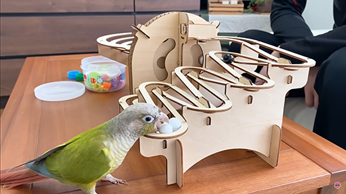 おもちゃのボールをくわえるインコ