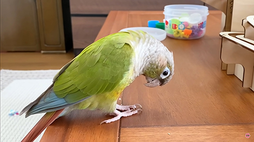 しょんぼりインコ