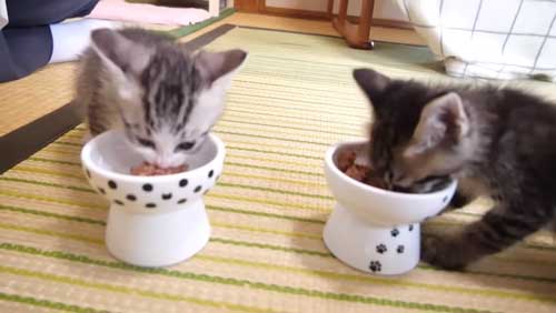 ごはん食べる保護子猫